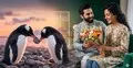 পেঙ্গুইনের ভালোবাসাই এখন মানুষের নতুন প্রেমের স্টাইল