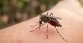 3 more die of dengue in 24 hours