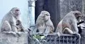 অস্তিত্ব সংকটে ‘নগর-বানর’