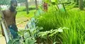 শহরের ভেতর উদ্যান, উদ্যানে এক টুকরো ধানক্ষেত