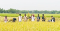 শ্রমিক সংকটে ধান নিয়ে বিপাকে কৃষক, কেটে দিলো ছাত্রলীগ