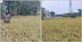 ব্রি’র ৩ জাতের ধান চাষে কৃষকদের মুখে হাসি