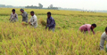 দিনাজপুরে আগাম জাতের ধান কাটার ধুম