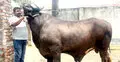 দিনাজপুরে হাটে আলোচনায় ‘সম্রাট-বাদশা-রংবাজ’