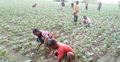 ফুলবাড়ীতে ফুলকপি চাষের ধুম