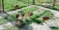 দেশেই ফুটল উটপাখির বাচ্চা, মিললো গবেষণার বড় সাফল্য
