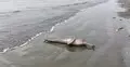উপকূলে ভেসে আসছে মৃত ডলফিন, কারণ কী?