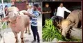 ‘ডোনাল্ড ট্রাম্পে’র পরিচর্যার জন্য মিরপুর চিড়িয়াখানায় বিশেষ ব্যবস্থা