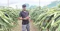 অন্যের জমিতে কাজ করা সাঈদ এখন দৈনিক ২ হাজার কেজি ড্রাগন বিক্রি করেন
