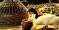 হাঁসের খাবার কেমন হওয়া উচিত?