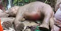 ৩০০ ফুট উঁচু পাহাড় থেকে পড়লো হাতি, চিড়ে গেছে পেট