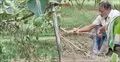 প্রতিবন্ধী কৃষকের শতাধিক ফলন্ত লাউ গাছ কেটে দিলো দুর্বৃত্তরা