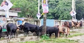 শোক দিবসে ফেনীতে ১০০ গরু জবাই করে কাঙালি ভোজের আয়োজন