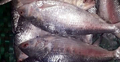 ৫০ ইলিশ বিক্রি হলো ১ লাখ ৩৫ হাজার টাকায়