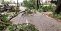 ফেনী-পরশুরাম সড়কে গাছ পড়ে যানচলাচল বন্ধ, ফসলের ব্যাপক ক্ষতি