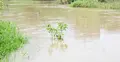 উজানের ঢল-টানা বৃষ্টিতে ফুঁসছে মুহুরী-কহুয়া-সিলোনীয়া