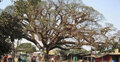 The timeless giant of Feni: 410-year-old ‘megh shirish’ that breathes history
