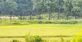 সীমান্তে অবৈধ অনুপ্রবেশের চেষ্টা প্রতিহত করলো বিজিবি