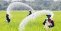 মরক্কো থেকে ৫২৩ কোটি টাকার সার কিনবে সরকার