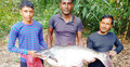 বড়শিতে ধরা পড়লো ১৬ কেজির পাঙাশ