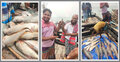 সুন্দরবনে জেলের জালে মাছের ঝাঁক, সোয়া ৪ লাখে বিক্রি