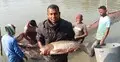 ৮০ লাখ টাকার মাছ বিক্রির আশা ইন্দ্রজিতের