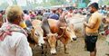 গাইবান্ধায় পশুরহাট দেশি গরুতে ভরপুর