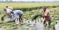 গাইবান্ধায় বৃষ্টিতে তলিয়ে যাচ্ছে ধানের ক্ষেত