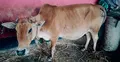 সুদের টাকার দিতে না পারায় বিধবার গরু নিয়ে গেলেন দাদন ব্যবসায়ী