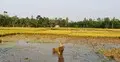 ঝড়-বৃষ্টি ও কম দামে ধান নিয়ে হতাশ গাইবান্ধার কৃষকেরা