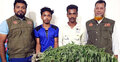 ঝালকাঠিতে ভুট্টাক্ষেতে গাঁজা চাষ, দুই যুবক আটক