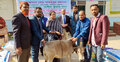 জীবন মানোন্নয়নে বাছুর পেলো গাজীপুরের ৫০ নৃ-গোষ্ঠী পরিবার