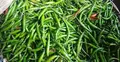 Green chilli prices hit Tk280 per kg in Dhaka