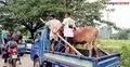 ঢাকায় গরু আনতে বাড়তি গুনতে হচ্ছে ৬-৮ হাজার টাকা