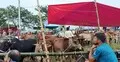 বৃষ্টির বাগড়া কাটিয়ে জমে উঠছে কোরবানির পশুর হাট