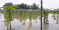 খোয়াই-সুতাংয়ের পানি বেড়ে শায়েস্তাগঞ্জের নিম্নাঞ্চল প্লাবিত