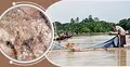 হালদায় নমুনা ডিম ছেড়েছে মা মাছ