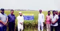 হাওরে বন্যার আগেই ঘরে উঠবে ধান, বাকৃবি গবেষকদের সফলতা