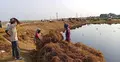 হাওরে গোখাদ্য সংকট, ঈদের আগেই অনেকে বিক্রি করছেন গবাদিপশু
