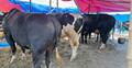 ঢাকেশ্বরী হাটের আকর্ষণ আব্দুল আলিমের তিন গরু, দাম হাঁকছেন ৩০ লাখ