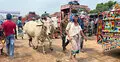 হাটে বাড়ছে ভারতীয় গরু, শঙ্কায় খামারিরা
