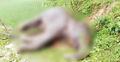 ধানক্ষেতের পাশে পড়ে ছিল মরা হাতি, পরিবেশবাদীদের দাবি ‘হত্যা’