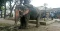 হাতির সঙ্গে ধাক্কা, অটোরিকশা উল্টে শিশু নিহত