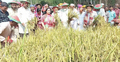 অসহায় কৃষকের ধান কেটে দিলেন প্রতিমন্ত্রী-এমপি
