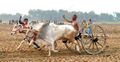 যশোরে গ্রাম বাংলার ঐতিহ্যবাহী গরুর গাড়ির দৌড় প্রতিযোগিতা