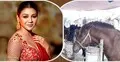 ঘোড়া নিয়ে জয়া আহসানের রিট, তদন্তের নির্দেশ হাইকোর্টের