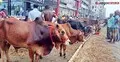 দাম নিয়ে টানাপোড়েনে জমছে না কোরবানির পশুর হাট