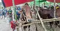 ‘মনে হয় না সব গরু বিক্রি করে বাড়ি ফিরতে পারবো’