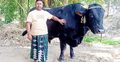 দিনে ৮০০ টাকার খাবার খাওয়া ‘কালু’কে নিয়ে বিপাকে খামারি