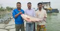 দৌলতদিয়ায় সাড়ে ৪২ হাজারে বিক্রি হলো ২৫ কেজির এক কাতল
